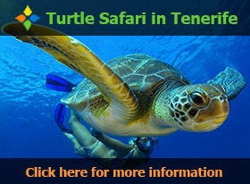 Turtle Safari in Tenerife - Click here for more information