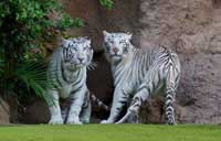 Bengal Tigers at Loro Park in Tenerife