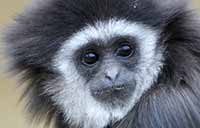 Gibbons at Monkey Park in Tenerife