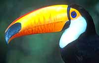 Toco Toucan at Monkey Park in Tenerife
