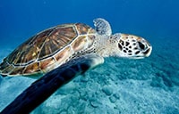 Turtles in El Puertito Tenerife